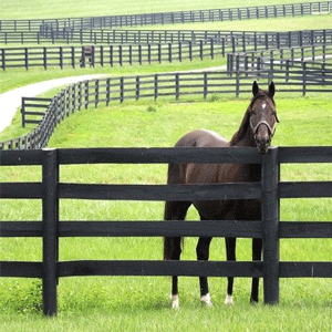 Fence Posts & Rails
