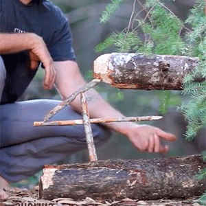  Animal Traps