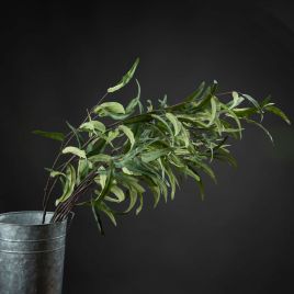 Eucalyptus Nicholii Spray - Green