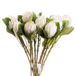 Closed Protea - White