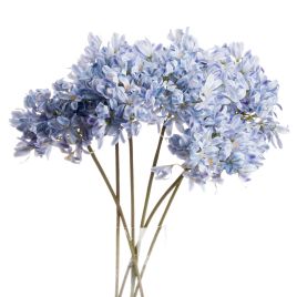 Light Blue Headed Agapanthus - Large