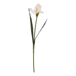 Naro Pale Apricot Fringed Iris