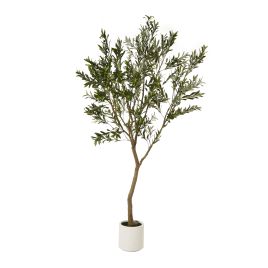 Apul Olive Tree In White Pot - 240cm
