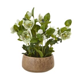 Blanor Green Hellebore Plant In Taupe Pot