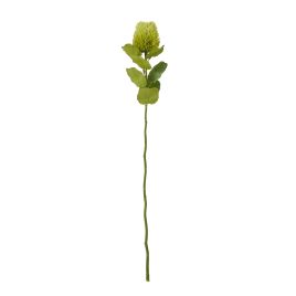 Blanor Green Banksia Stem