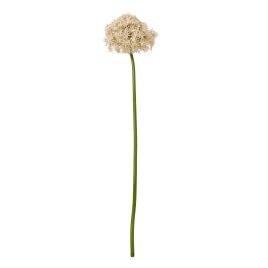 Blanor Pink Giant Allium Stem