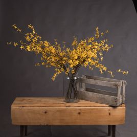Vibrant Yellow Forsythia Branch