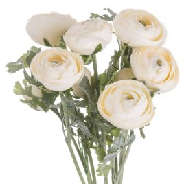 Soft Ranunculus - Cream
