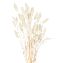 Dried Natural Bunny Tail Bunch - Set of 40