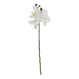 Butterfly Orchid Stem - White