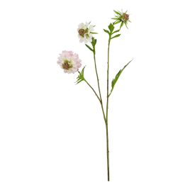 Natural Outdoor Collection Pale - Pink Scabious Stem