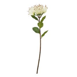 Cremo Protea Nitida Stem