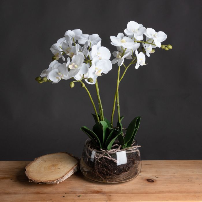 Orchid In Glass Pot - White
