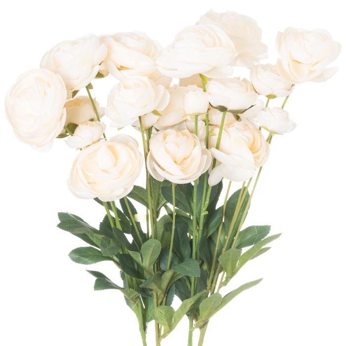 Ranunculus - Cream