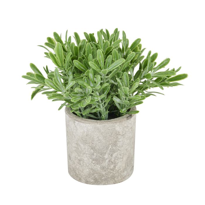 Buxus Plant Pot - Stone Effect