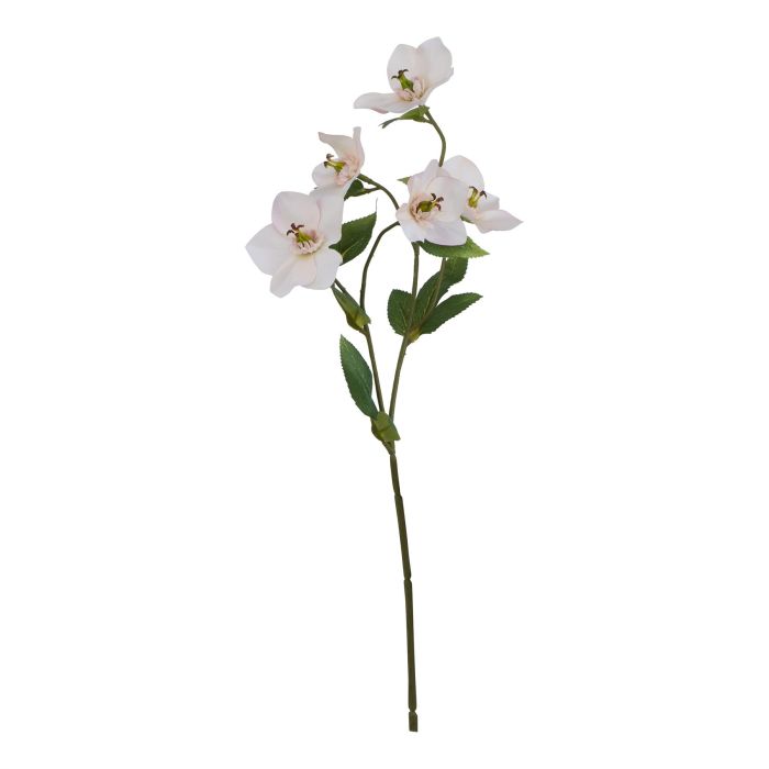 Natural Outdoor Collection Pale Apricot Hellibore