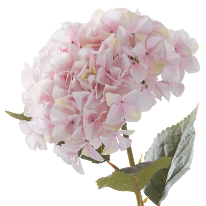 Giant Hydrangea - Pink