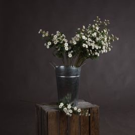 Wild Meadow Rose - White