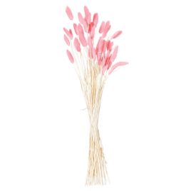 Dried Pale Pink Bunny Tail Bunch - 40 Stems