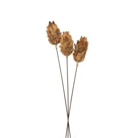Bouquet Of Dried Protea - Natural