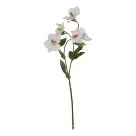 Natural Outdoor Collection Pale Apricot Hellibore