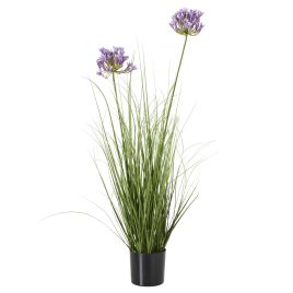 Purpo Agapanthus Plant In Pot