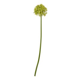 Blanor Green Allium Stem - Medium