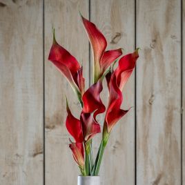 Fireball Calla Lily