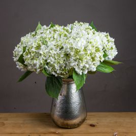 Lace Cap Hydrangea - White