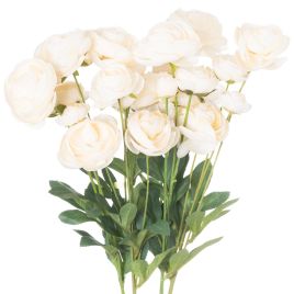 Ranunculus - Cream