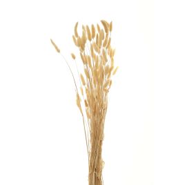 Bouquet Of Tall Bunny Tails - White
