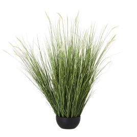 Onion Grass Plant In Pot - Large