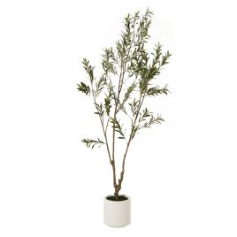 Apul Olive Tree In White Pot - 210cm
