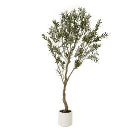 Apul Olive Tree In White Pot - 200cm