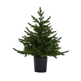PINETOP Forest Fir Pre-Lit Led 300L Christmas Tree In Pot - Green