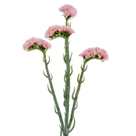 Blanor Pink Statice Spray