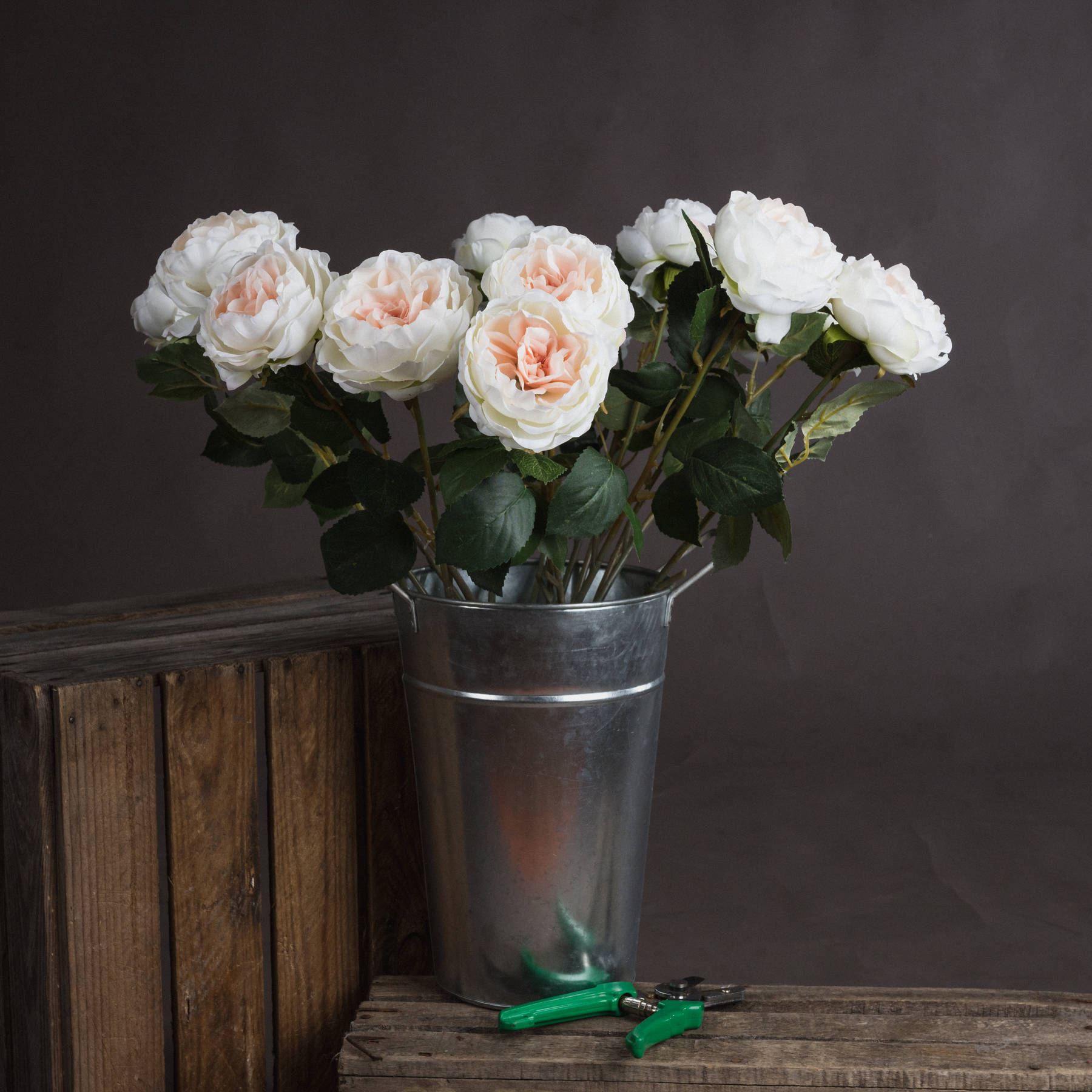 Blush Garden Rose - Pink