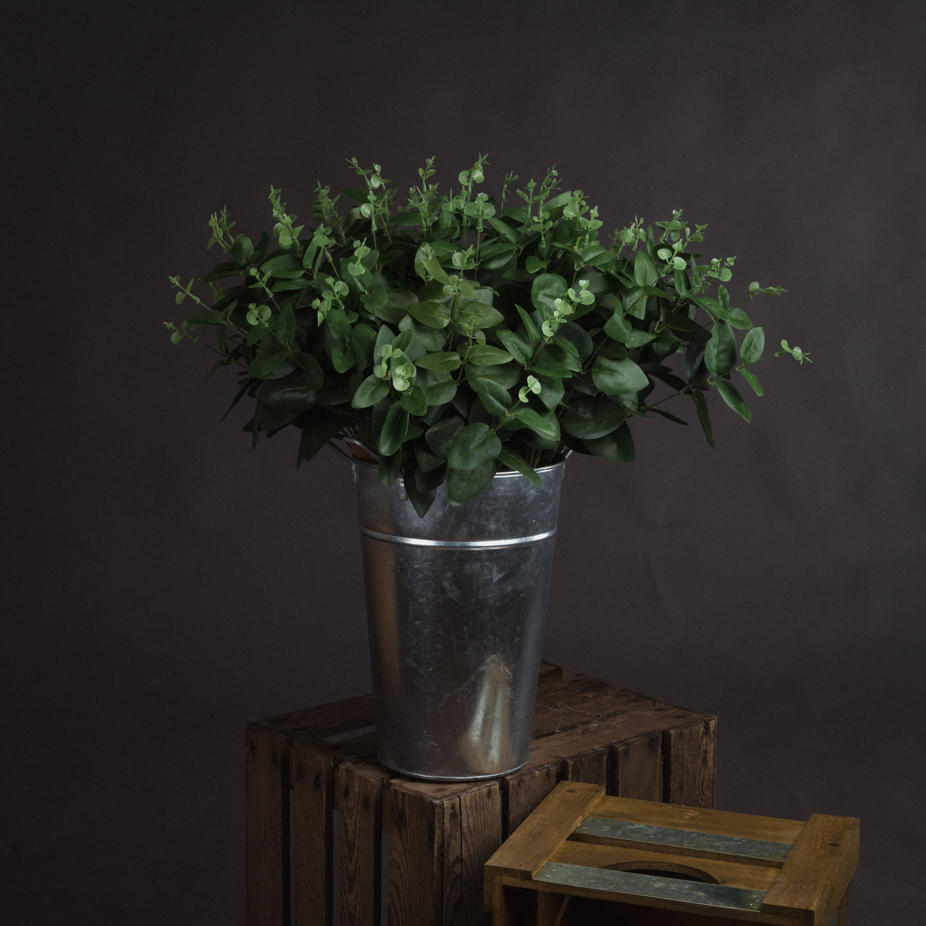 Cineraria Eucalyptus Spray - Green