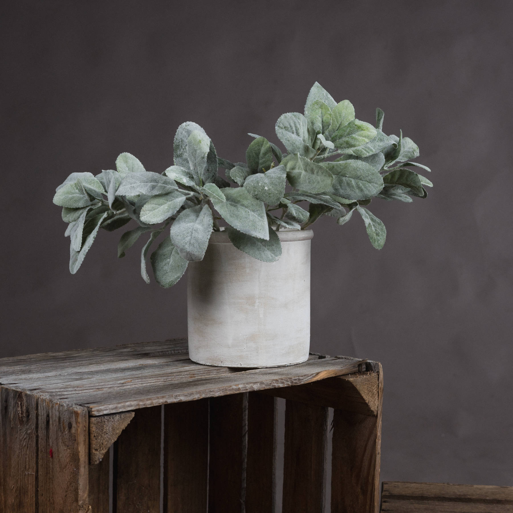 Lambs Ear Spray - Green