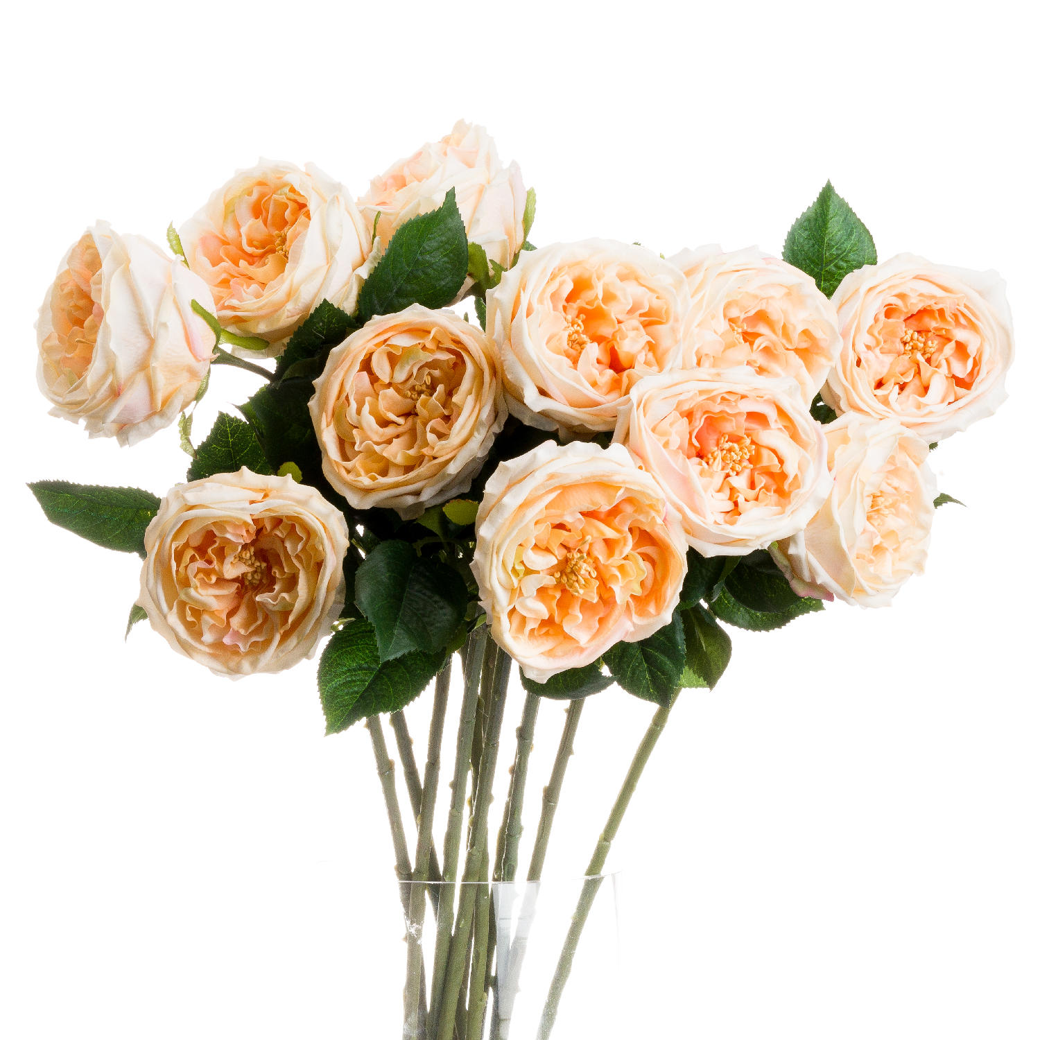 Butter Portland Rose - Orange