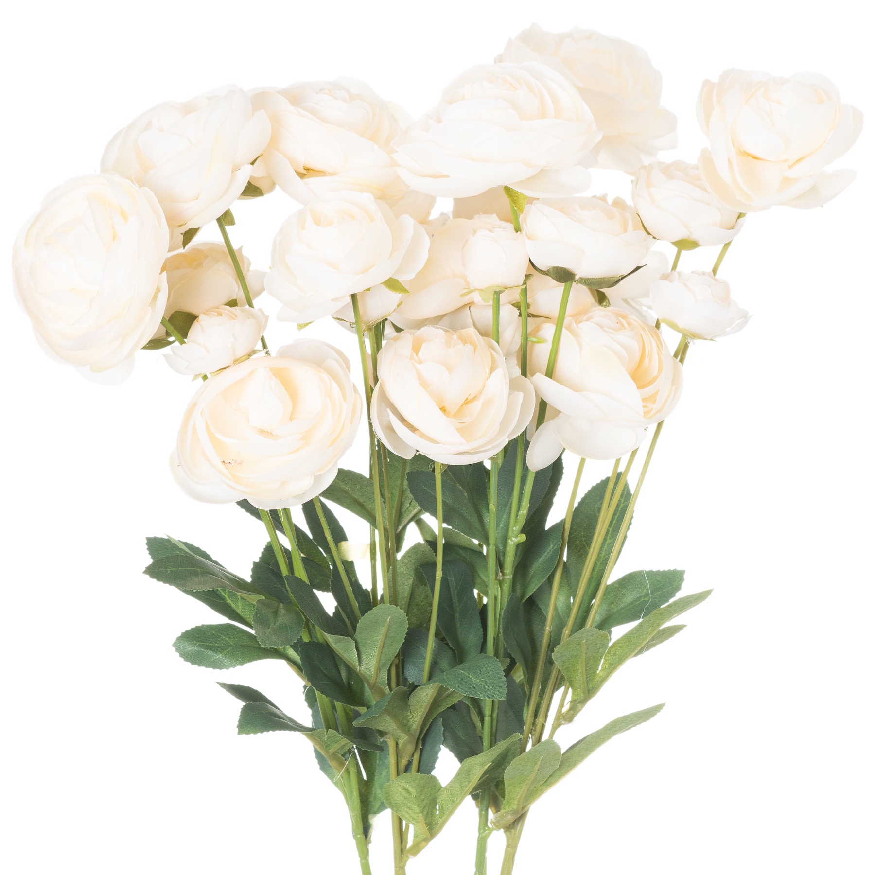 Ranunculus - Cream
