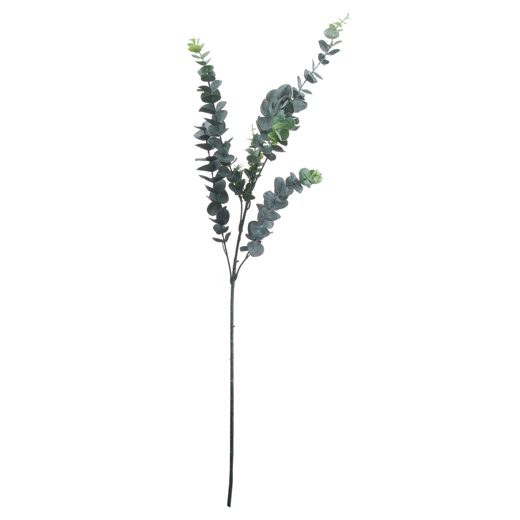 Dollar Eucalyptus - Silver