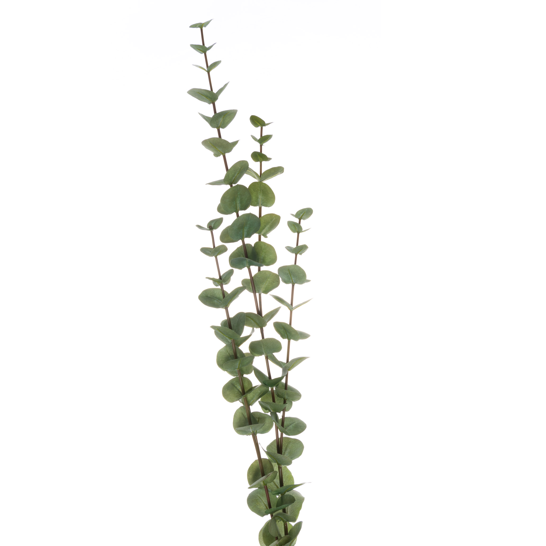 Cineraria Eucalyptus Spray - Large