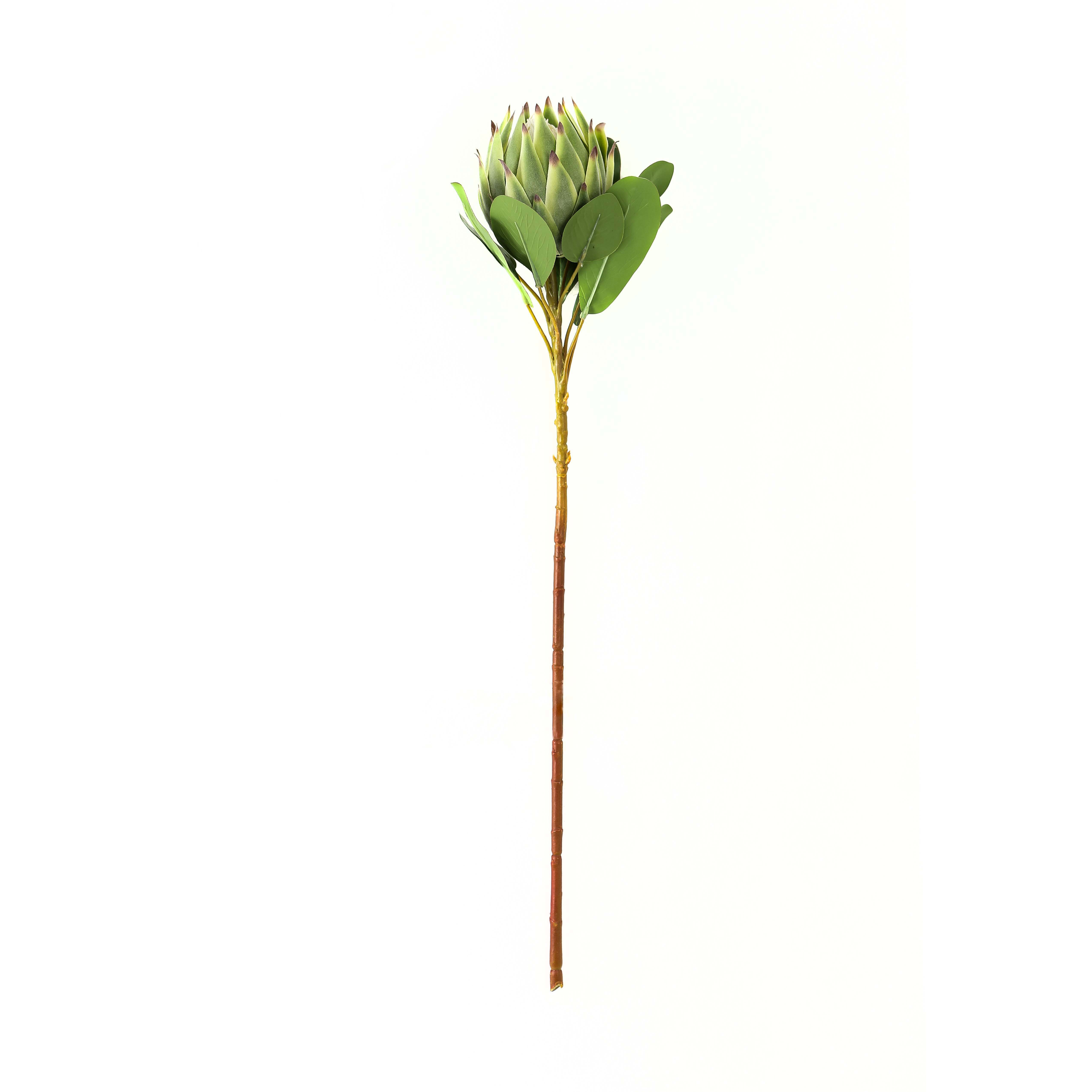 Green Protea - Large