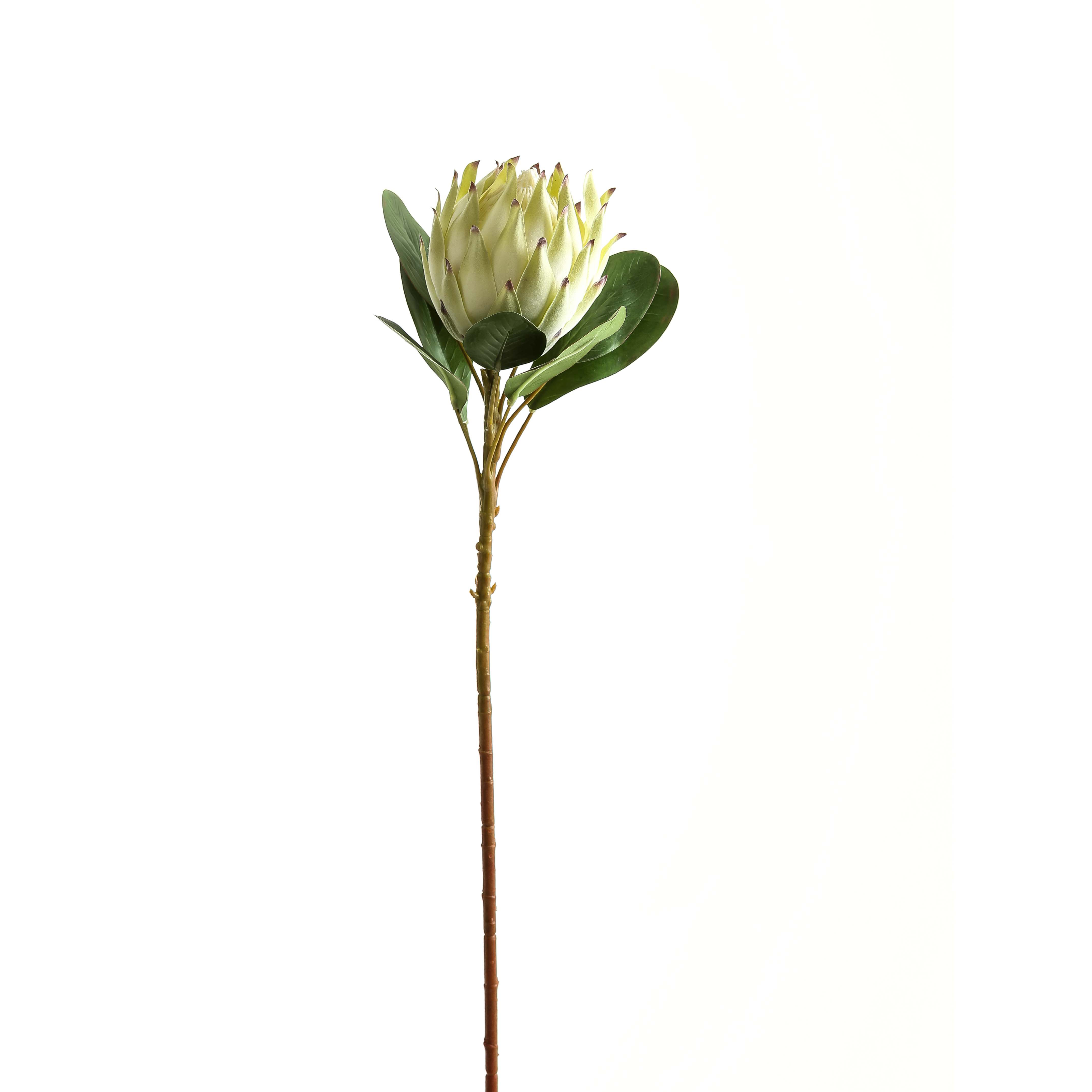 White Protea - Large