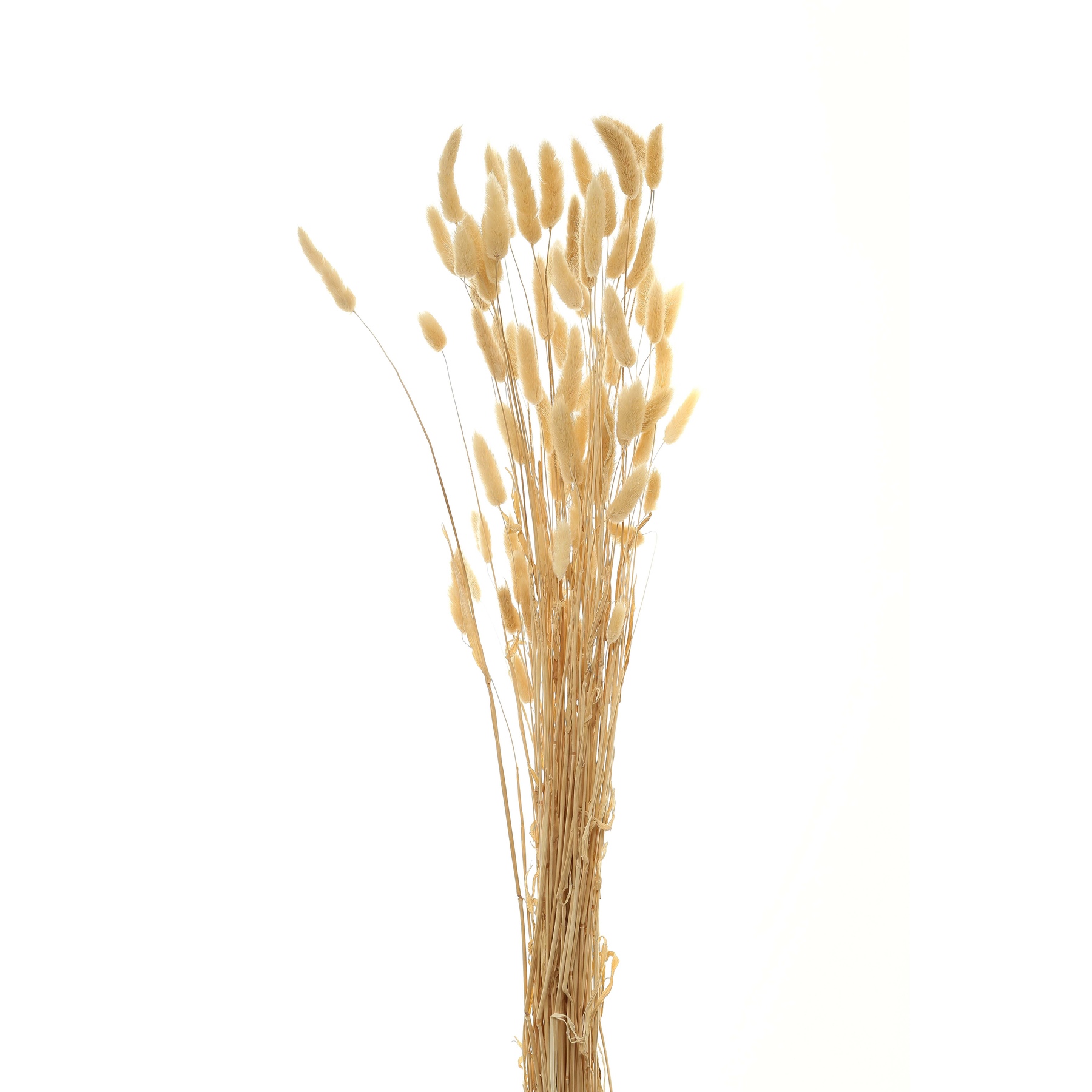 Bouquet Of Tall Bunny Tails - White