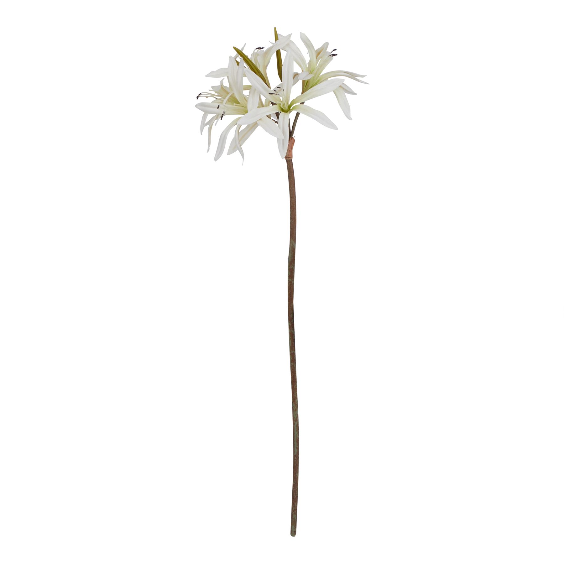 Natural Outdoor Collection White Nerine Lily Stem