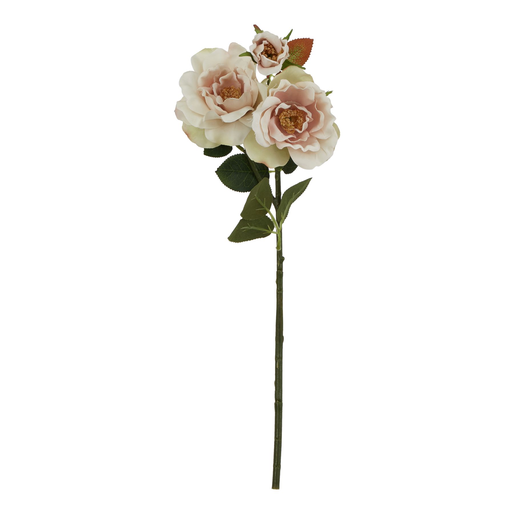 Natural Outdoor Collection Palest Blush Tea Rose