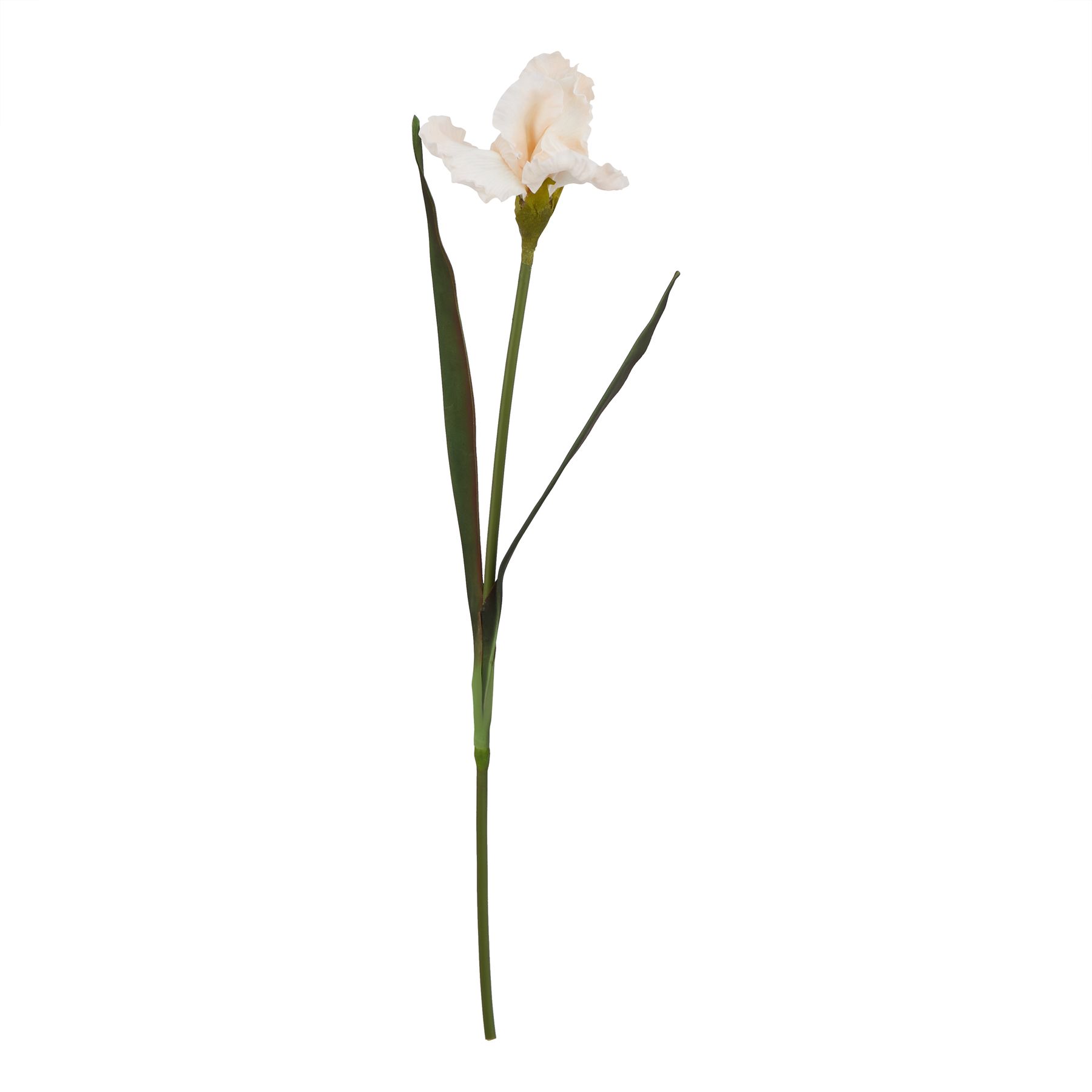 Naro Pale Apricot Fringed Iris