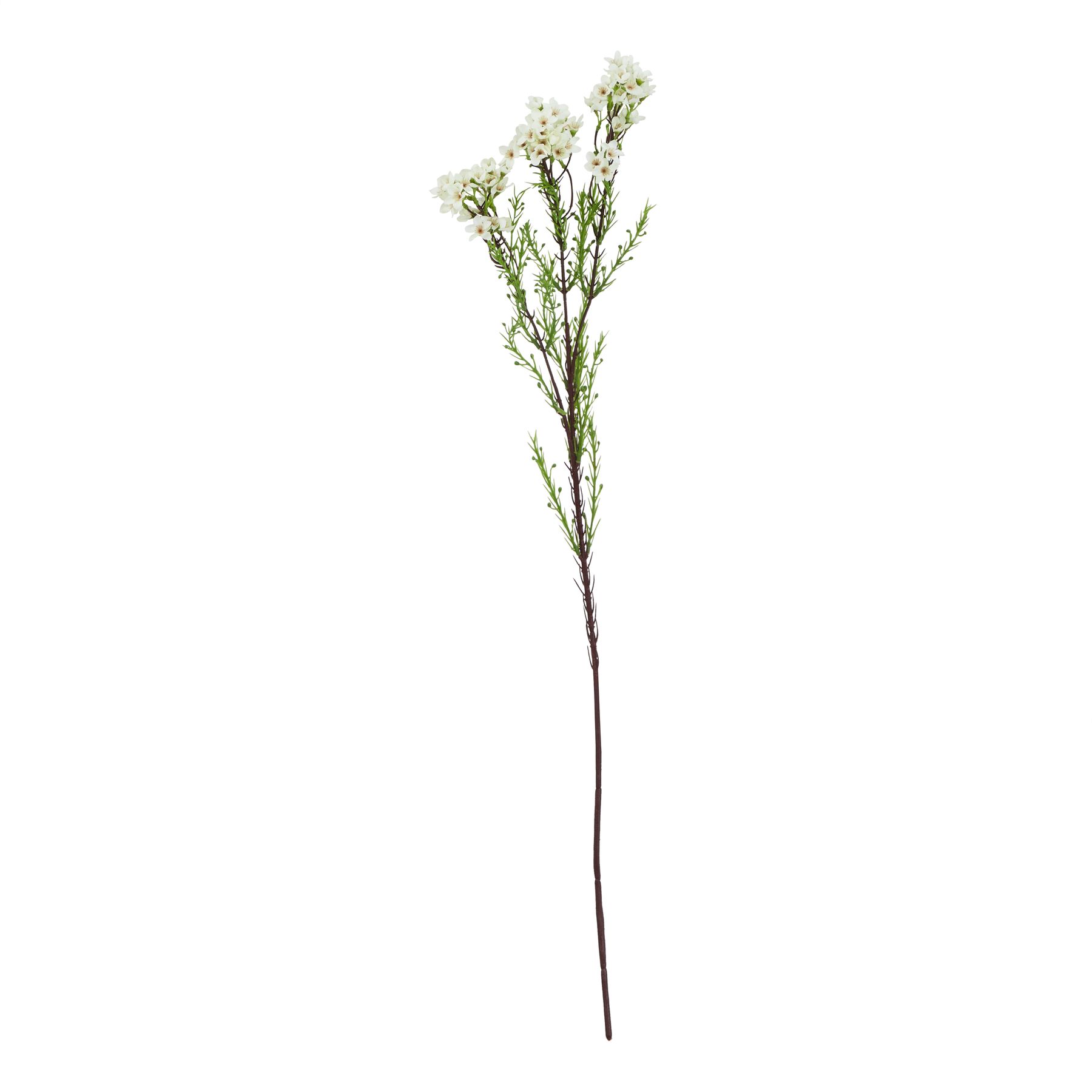 Natural Outdoor Collection White Waxflower